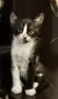 Подарявам котенца, снимка 2