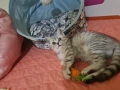 Сребърни британчета , снимка 12