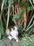 Подарявам  котенца , снимка 7