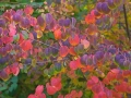 Карамелено дърво (Японска кацура) – Cercidiphyllum japonicum, снимка 2