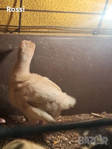 Домашни пуйчета, снимка 8 - Кокошки и пуйки - 53629531