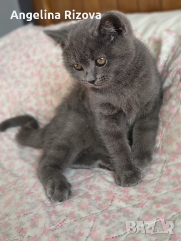 котета от порода британска късокосместа