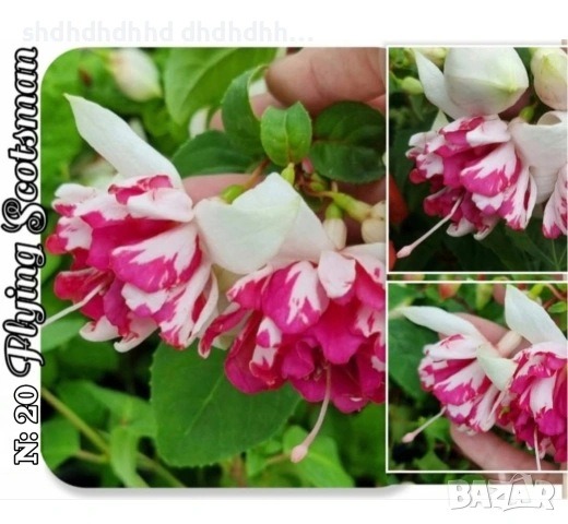 Фуксия Цъфти Целогодишно ! , снимка 15 - Градински цветя и растения - 54316645