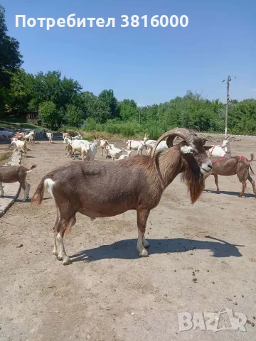Продавам пръч тогенбург