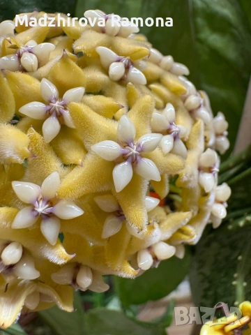 Hoya Хоя Coriacea Silver 