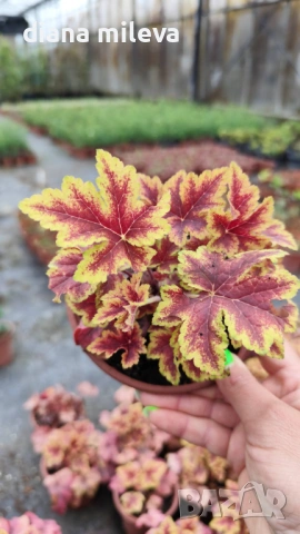 Хойхера Stoplight, студоустойчива, за сянка, снимка 3 - Градински цветя и растения - 52507064