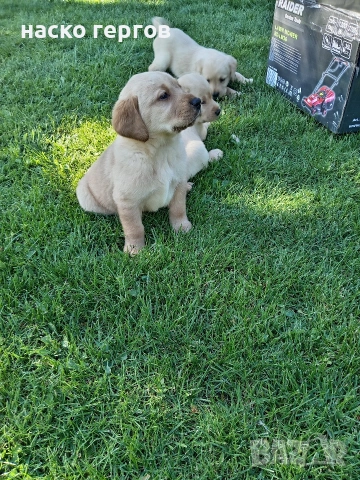 перфектни чистокръвни лабрадори, снимка 6 - Лабрадор ретривър - 54346086