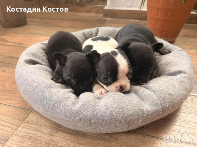 Френски булдог ., снимка 7 - Други - 55148335