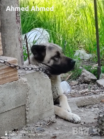 кангал на 2 години , снимка 2 - Кангал - 54761310