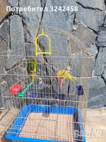 Продавам какарики, снимка 3 - Папагали - 54089738