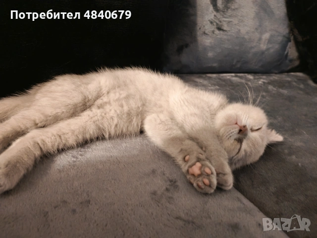 Чистокръвни британчета, снимка 2 - Британска късокосместа - 54972566