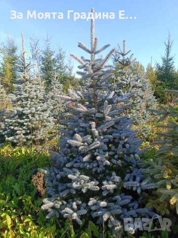 Сребрист Смърч