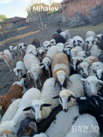 Продавам агнета, снимка 2 - Овце - 54538747