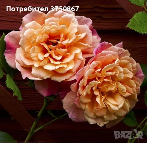 🌹 РОЗА 🌹 Aloha®, снимка 5 - Градински цветя и растения - 54154256