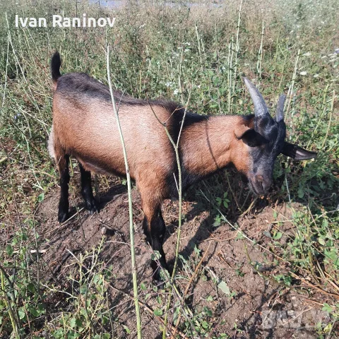 Продавам мъжко яре френски алпин на 4 месеца, снимка 2 - Кози - 55431304