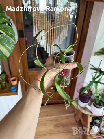  Hoya Хоя Sp.yok don , снимка 2 - Стайни растения - 54569550