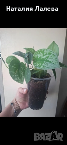 Сциндапсус, Scindapsus pictus Silvery Ann, снимка 4 - Стайни растения - 55099727