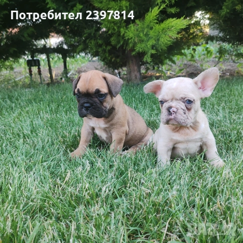 Френски булдог , снимка 4 - Френски булдог - 55008762