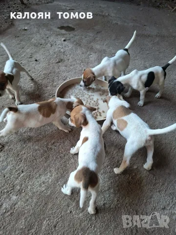 куче 🐕 Джак Ръсел , снимка 2 - Джак ръсел териер - 55622524