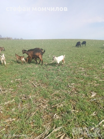 продавам , снимка 6 - Кози - 54162161