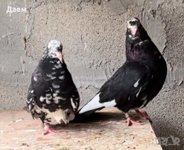 Поморийски Ролер Силни на въртене, снимка 6 - Гълъби - 54296900