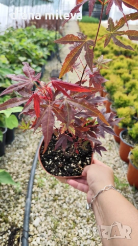 Японски Клен, Аcer palmatum Аtropurpureum, снимка 9 - Градински цветя и растения - 54946448