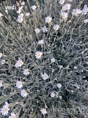 ЯСКОЛКА, ПОЧВОПОКРИВНО ЦВЕТЕ, снимка 4 - Градински цветя и растения - 54333240