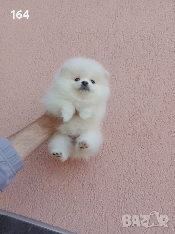 Бели Померани. Реални снимки от 19.04.26 г. 