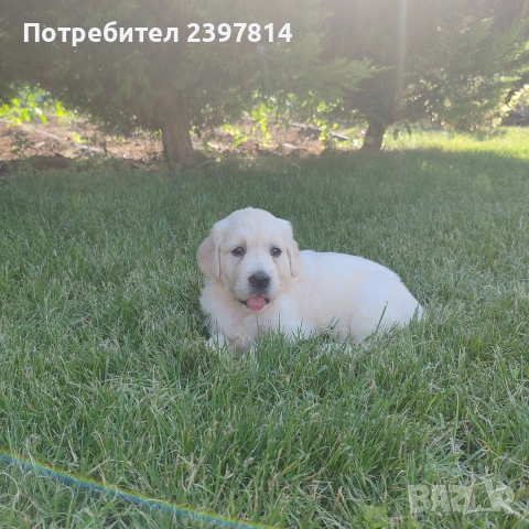 Голдън ретривър , снимка 9 - Голдън ретривър - 55008971