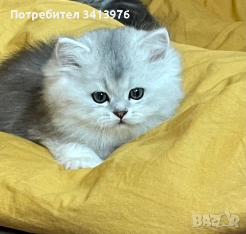Британска дългокосместа сребърна чинчила, снимка 4 - Британска късокосместа - 54903308