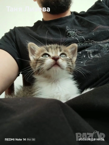 Малко котенце