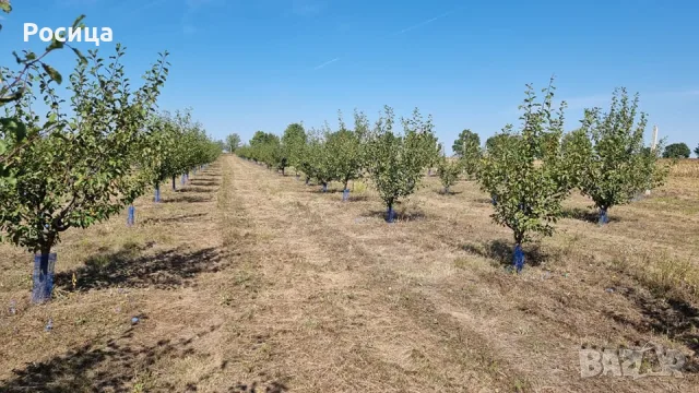 Овощни градини Сливи и круши , снимка 8 - Земеделска земя - 48894419