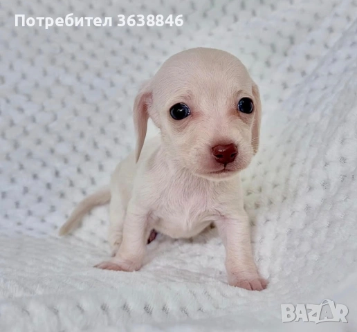 Дакел