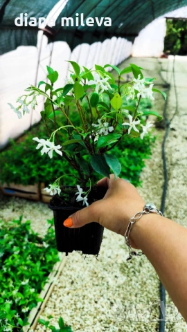 Жасмин, Trachelospermum Jasminoides, вечнозелен, студоустойчив, снимка 14 - Градински цветя и растения - 44919994