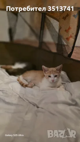 Подарамам мъжко котенце , снимка 6 - Други - 55547116