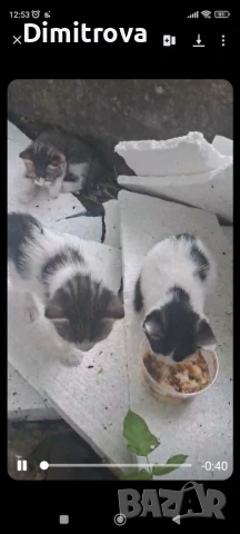 Котета търсят дом, снимка 10 - Други - 54756003