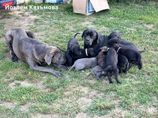 Кане корсо кутрета, снимка 17 - Кане корсо - 55438238
