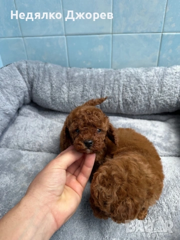 Той Пудел/Toy Poodle, снимка 2 - Пудели - 53826351