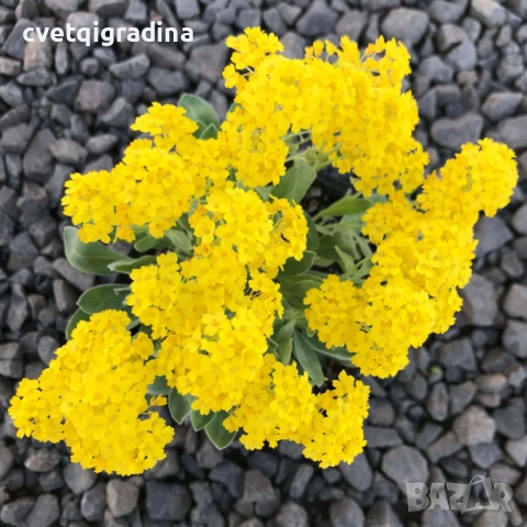 Alyssum montanum ‘Berggold’ (Алисум планински ‘Berggold’)