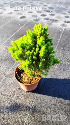 Смърч Коника, Смърч джудже,  PICEA GLAUCA CONICA, снимка 6 - Градински цветя и растения - 54372468