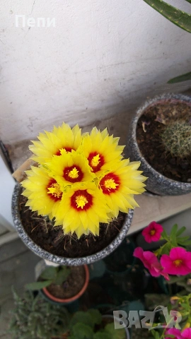 Цъфтящ кактус Thelocactus setispinus