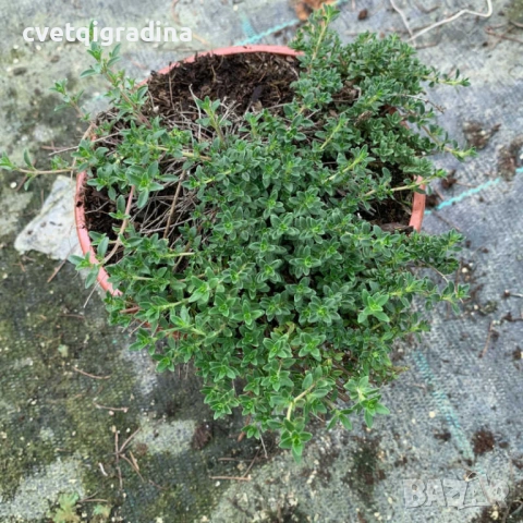Thymus serpyllum ‘Shepherds’ / Пълзяща мащерка, снимка 3 - Градински цветя и растения - 54651129
