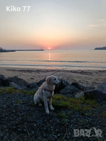 Продавам женски Голдън ретривър на 9 месеца.