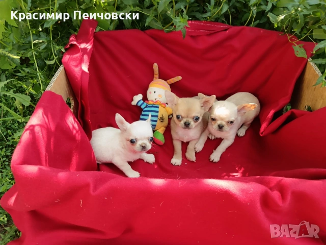 предлагам чихуахуа. , снимка 6 - Чихуахуа - 55112173