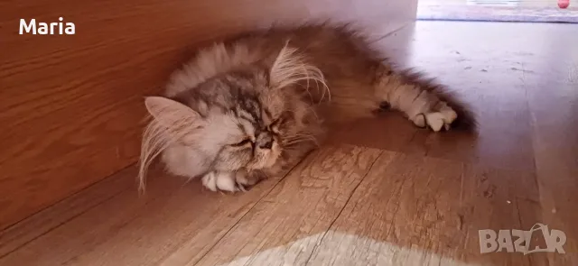 Персийски котета, снимка 14 - Персийска - 47166109