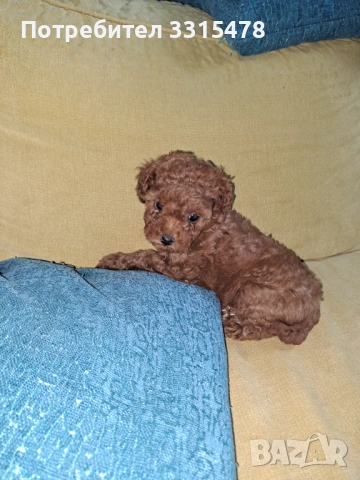 Той Пудели, снимка 7 - Пудели - 53807475