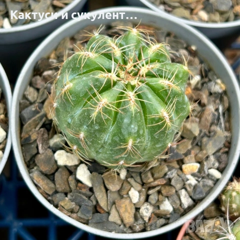 Кактус Oroya Peruviana var minima , снимка 4 - Градински цветя и растения - 54593992