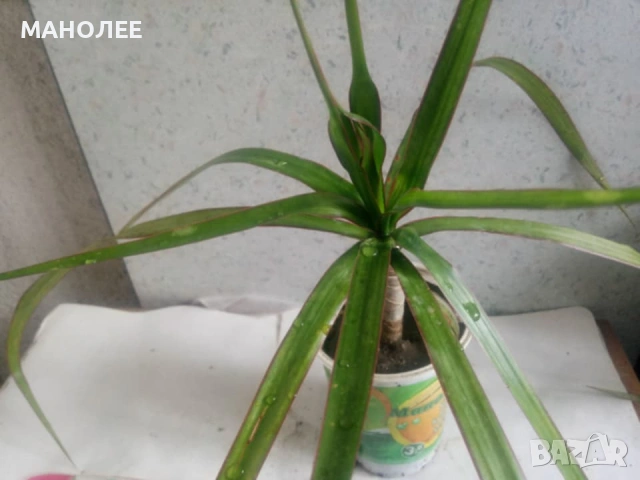 🌿🌿🌿Драцена🌿🌿🪴
