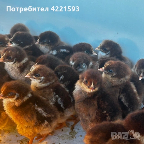 Продавам катунски пилите на една седмица ! Здрави и селектирани от трите линии!