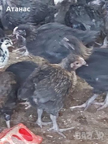 На 30 дена., снимка 3 - Кокошки и пуйки - 54862368